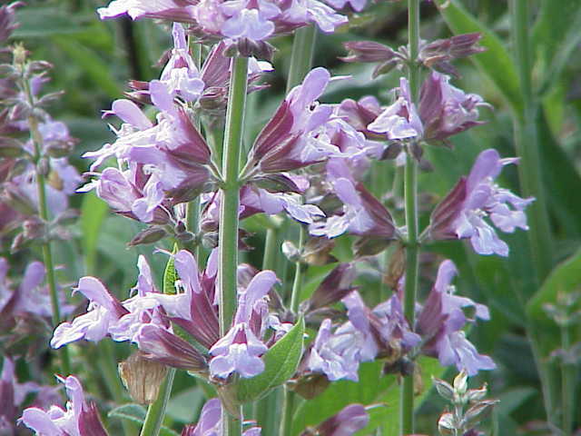 Salvia farinacea 'Mystic Spires Blue'